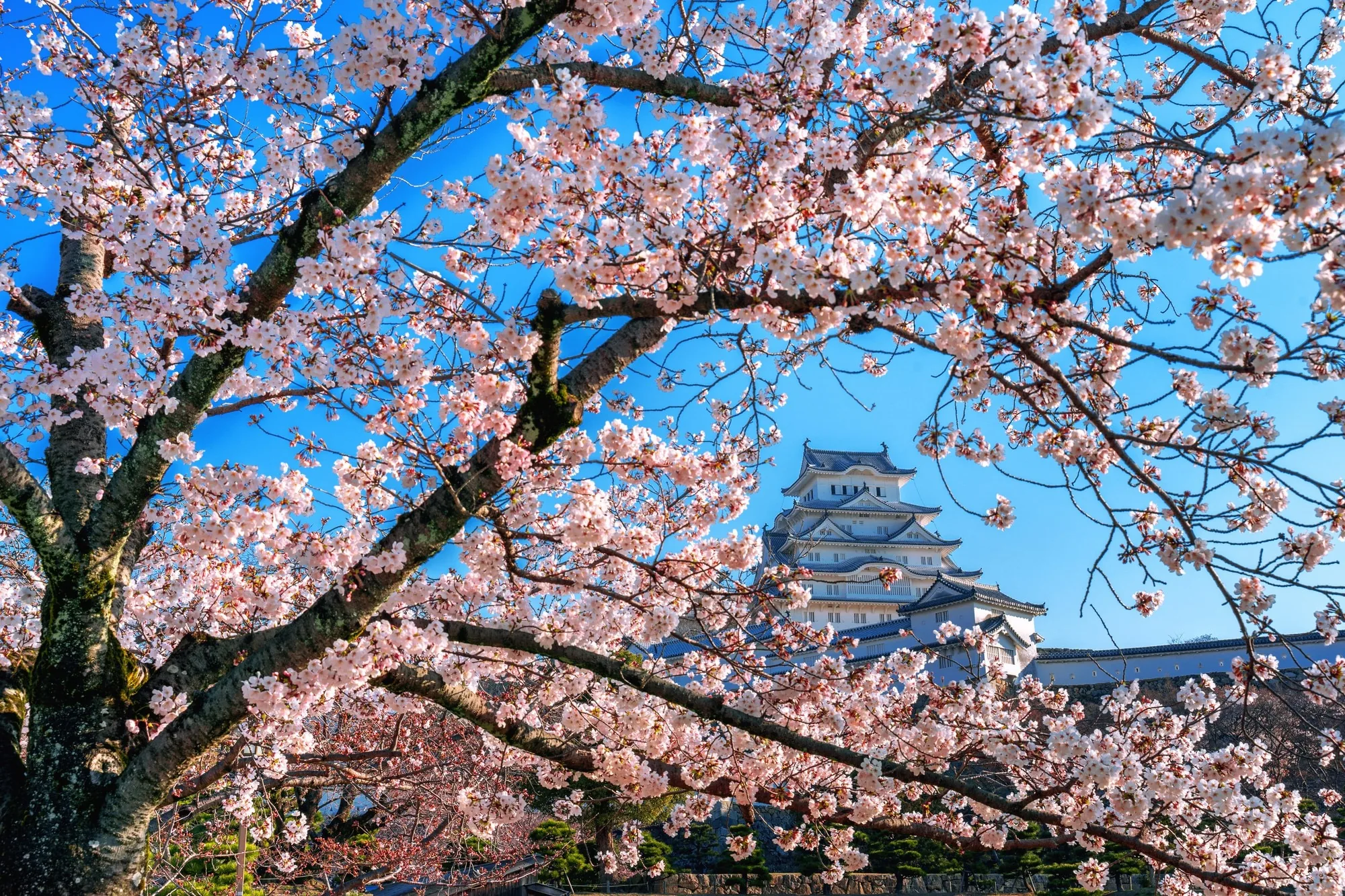 Spring Season Half-Day