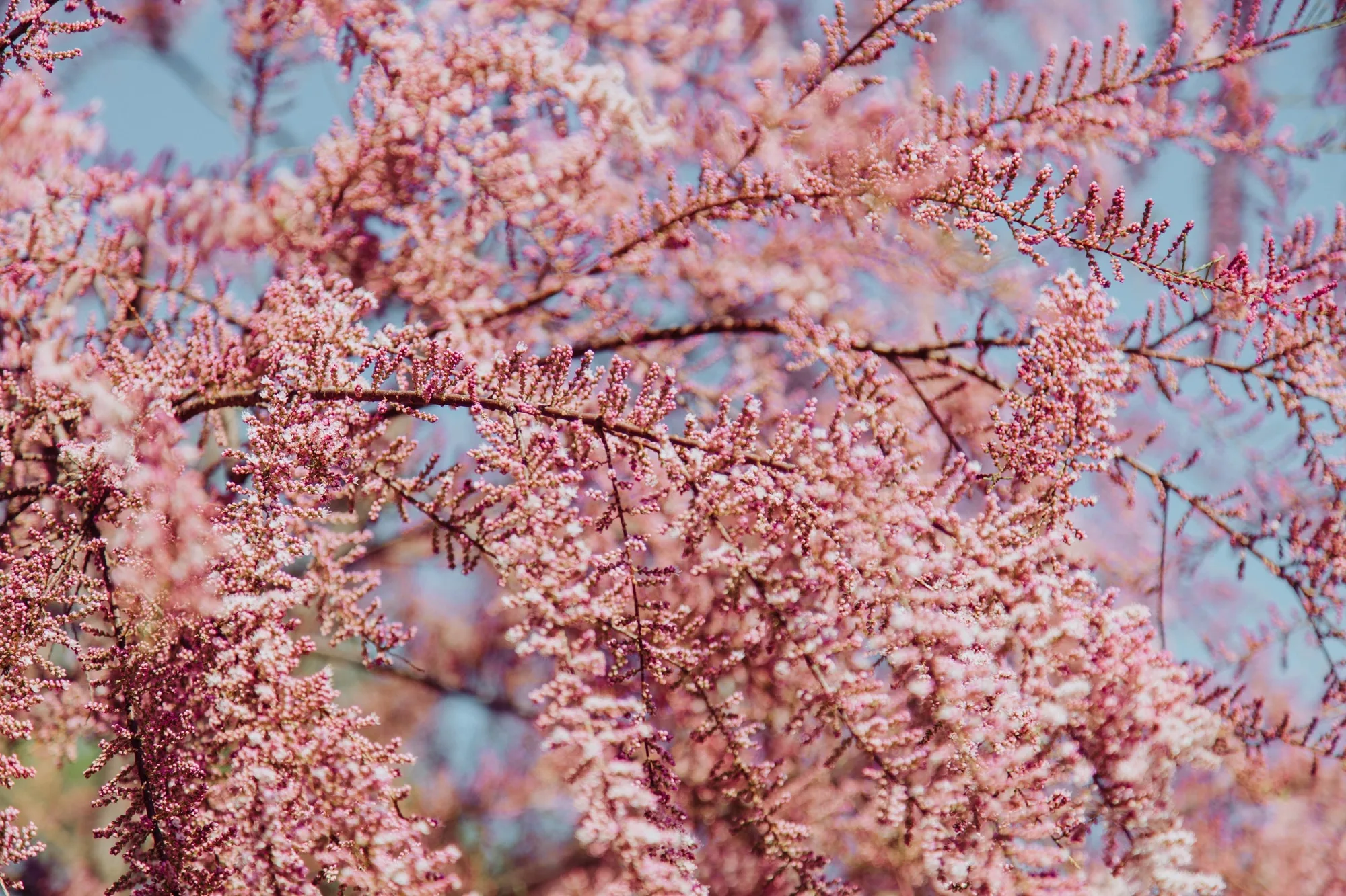 Sakura trees in bloom over a quiet Tokyo path