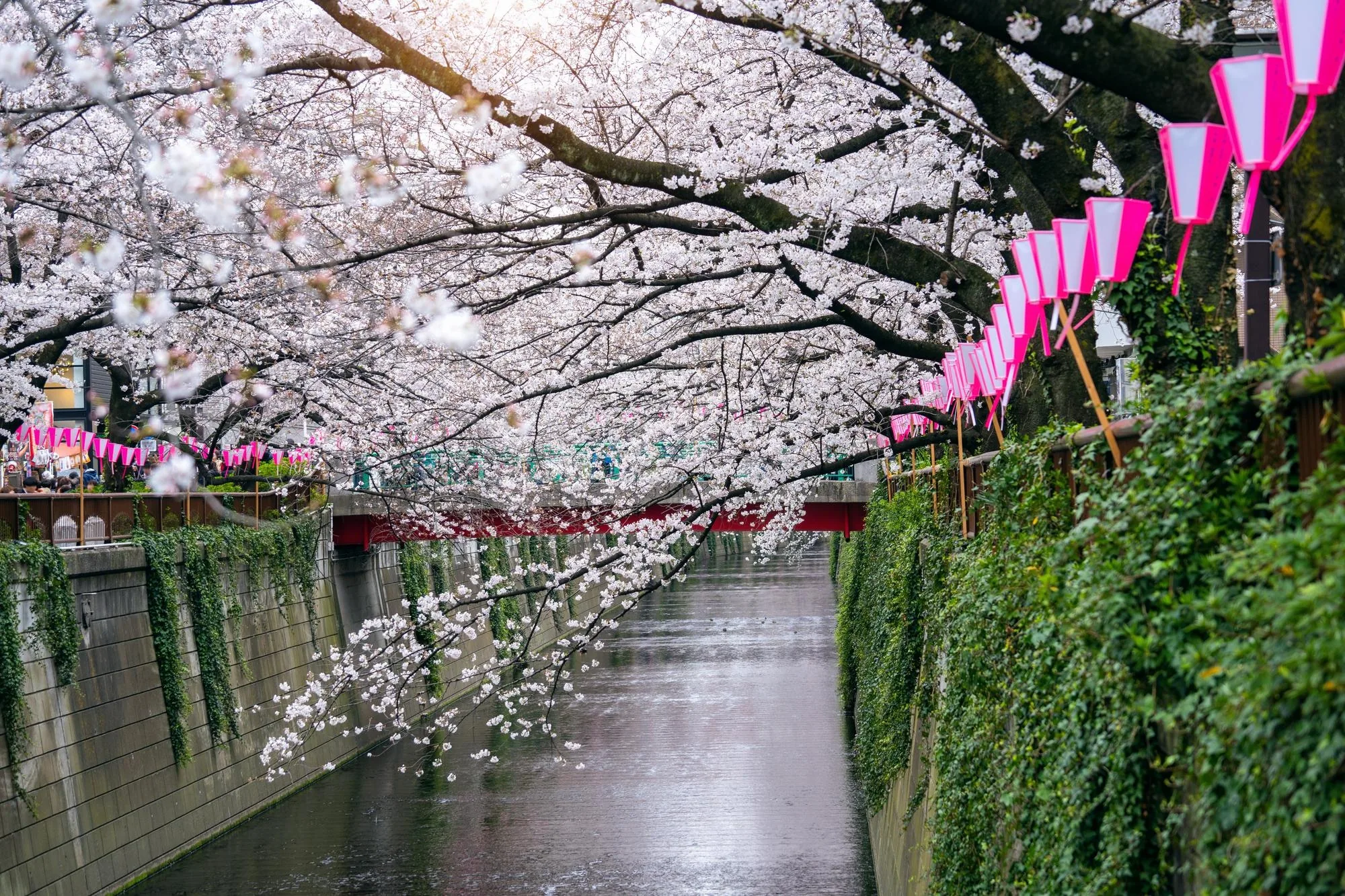 Hanami Garden Stroll