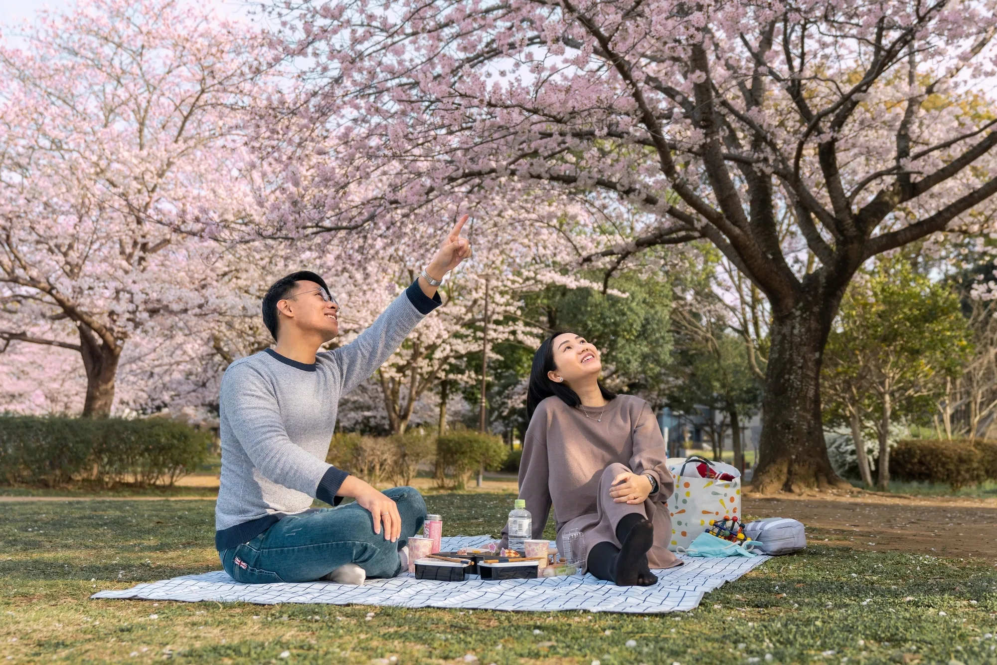 A peaceful picnic setting beneath cherry blossom trees in Tokyo