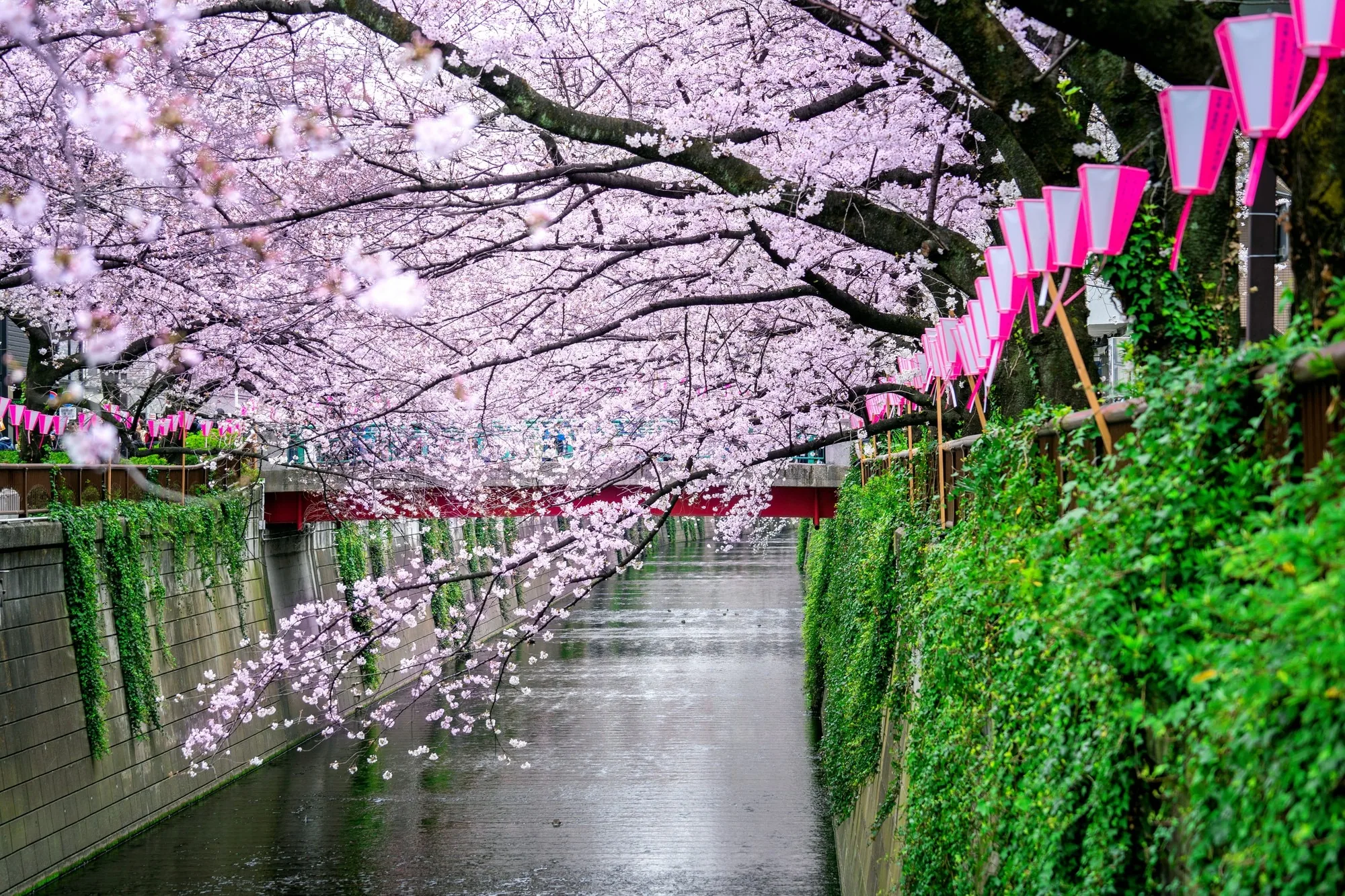 Cherry blossoms reflected in still water